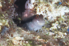 Cirripectes polyzona