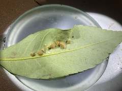 Caryomyia hirtiglobus