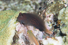 Cirripectes stigmaticus