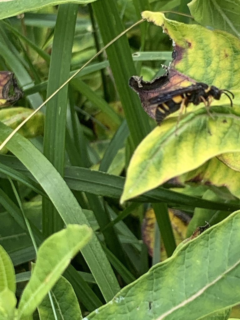 Nysson plagiatus