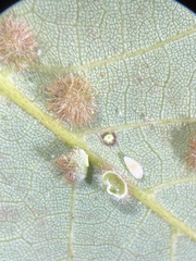 Caryomyia hirtiglobus
