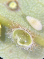 Caryomyia hirtiglobus