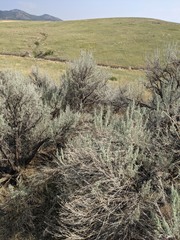 Artemisia tridentata tridentata
