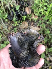Omphalotus mexicanus