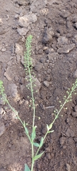 Neslia paniculata