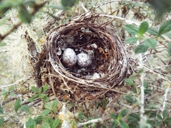Euphonia laniirostris