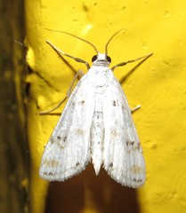 Parapoynx stagnalis