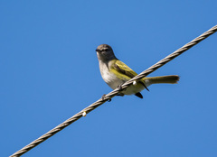 Phyllomyias griseocapilla