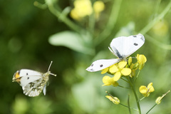 Anthocharis scolymus