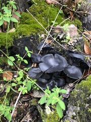 Omphalotus mexicanus