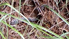 Erythrolamprus melanotus