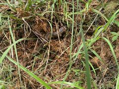 Erythrolamprus melanotus