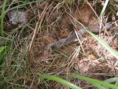 Erythrolamprus melanotus
