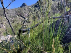 Allocasuarina torulosa