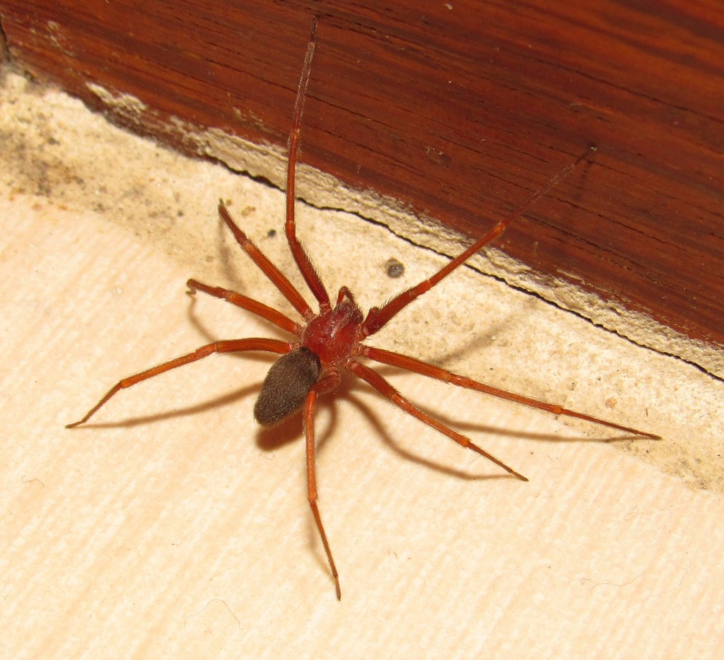 Loxosceles intermedia