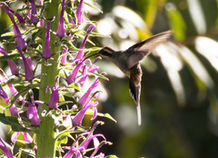 Phaethornis eurynome