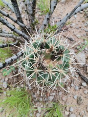 Coryphantha robustispina scheeri