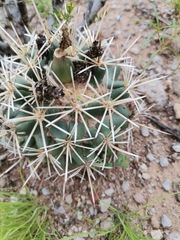 Coryphantha robustispina scheeri