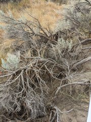 Artemisia tridentata tridentata