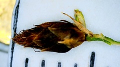 Rhynchospora nitens