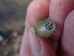 Coelotrochus viridis