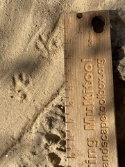 Otospermophilus variegatus