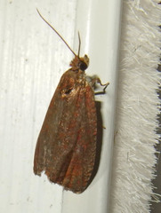 Evora hemidesma