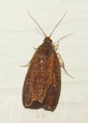 Evora hemidesma