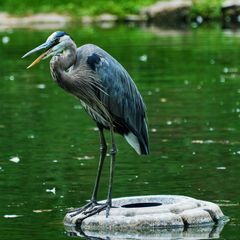 Ardea herodias