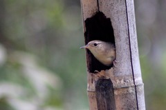 Troglodytes aedon