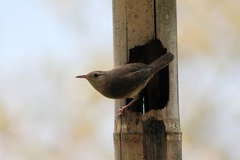 Troglodytes aedon