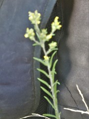 Pseudognaphalium macounii