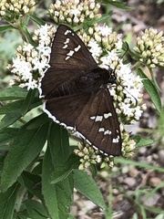 Apyrrothrix