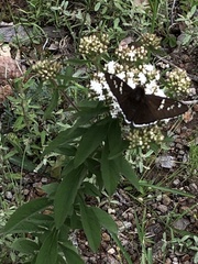 Apyrrothrix