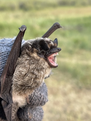 Particoloured Bat, Khentii, MN, photo 9 of 10