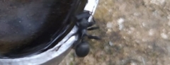 Cephalotes atratus