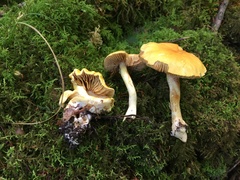 Cortinarius lewisii