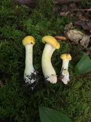 Cortinarius lewisii