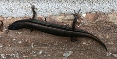 Scincella lateralis