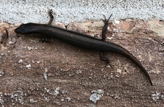 Scincella lateralis