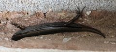 Scincella lateralis