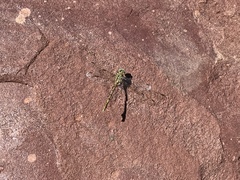 Ceratogomphus pictus