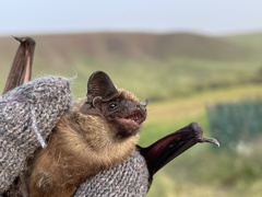 Vespertilio sinensis