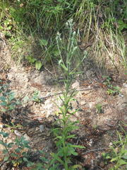 Pseudognaphalium macounii