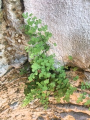 Adiantum bellum