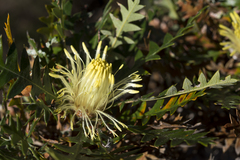 Banksia armata