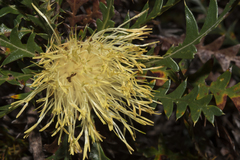 Banksia armata