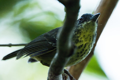 Dysithamnus stictothorax