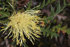 Banksia armata