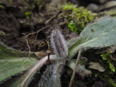 Erigeron pulchellus